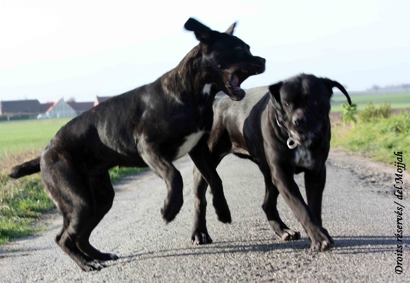 Epica & Gwada