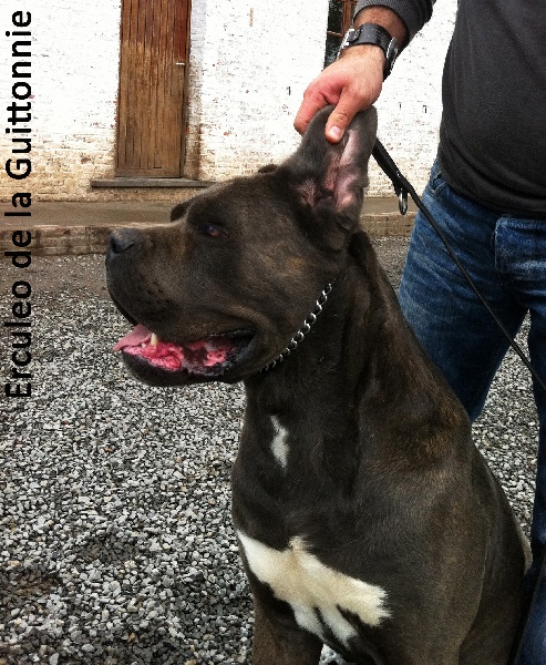del Mojjah - Cane Corso - Portée née le 11/06/2011