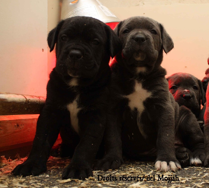 del Mojjah - Cane Corso - Portée née le 15/10/2012